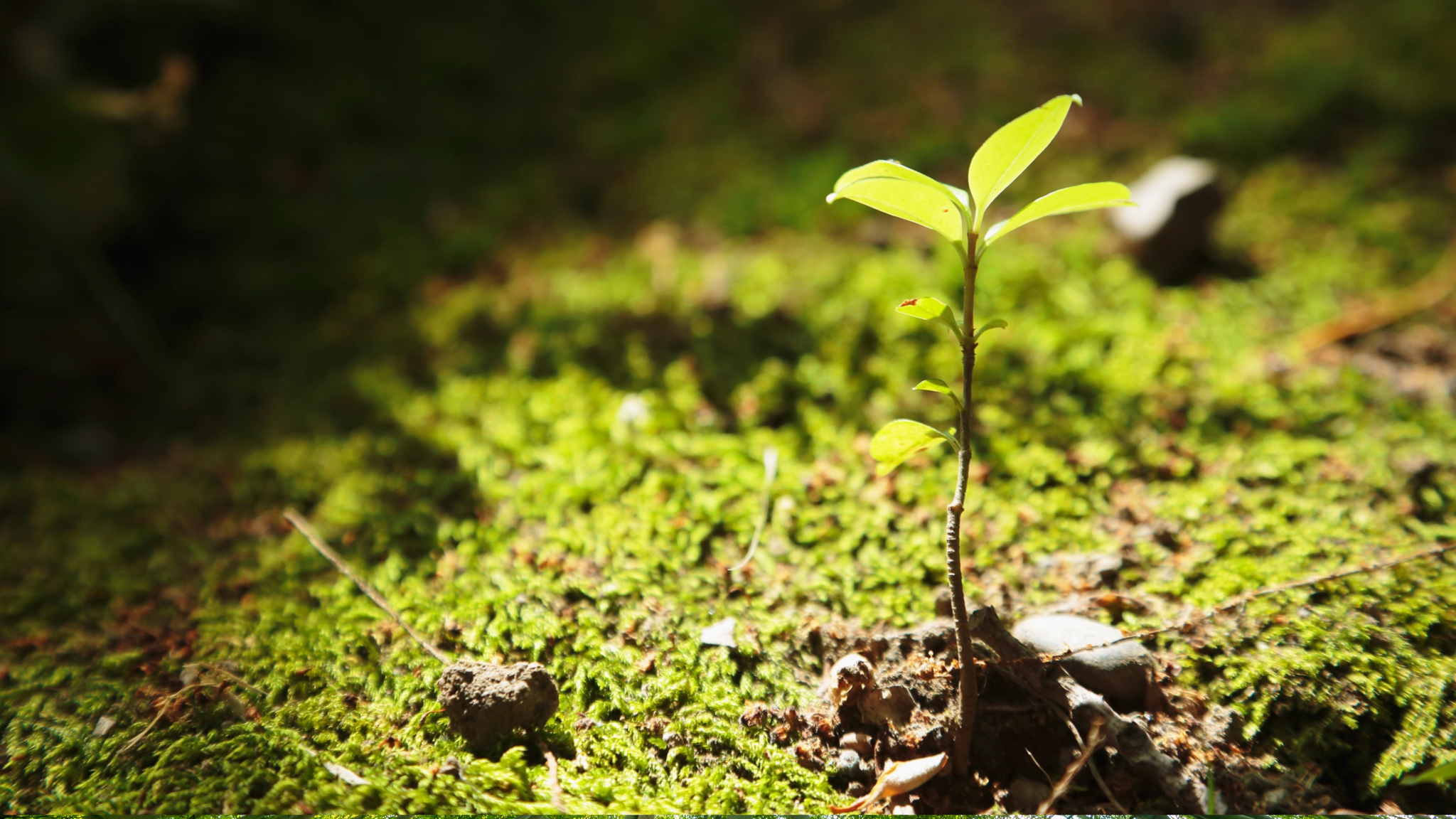 Nature Seedling Creation Hope