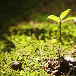 Nature Seedling Creation Hope