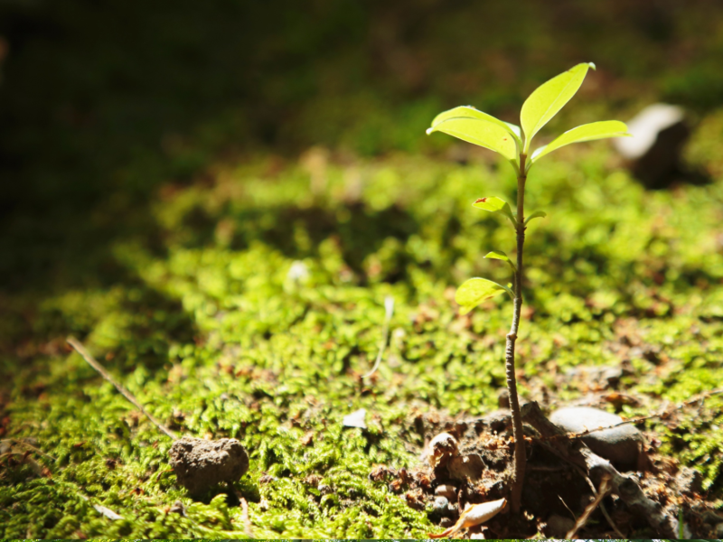 Nature Seedling Creation Hope