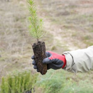 Laudato Si Tree Planting Nature Green
