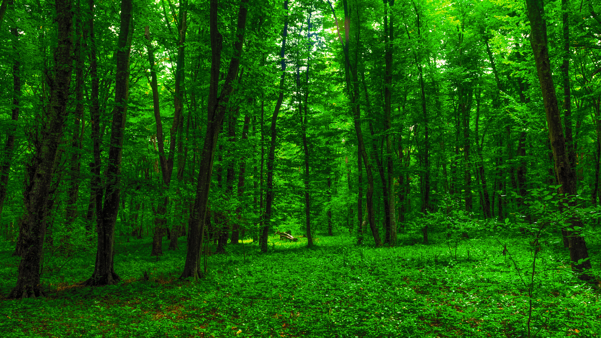 Creation Forest Green Trees Beauty Nature