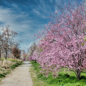 Blossom Tree Path Journey Spring Nature