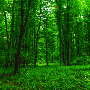 Creation Forest Green Trees Beauty Nature