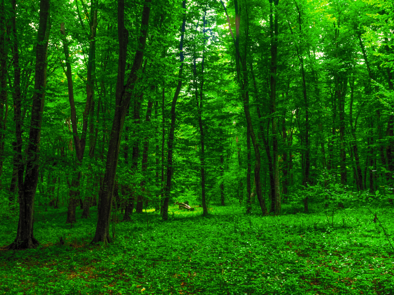 Creation Forest Green Trees Beauty Nature