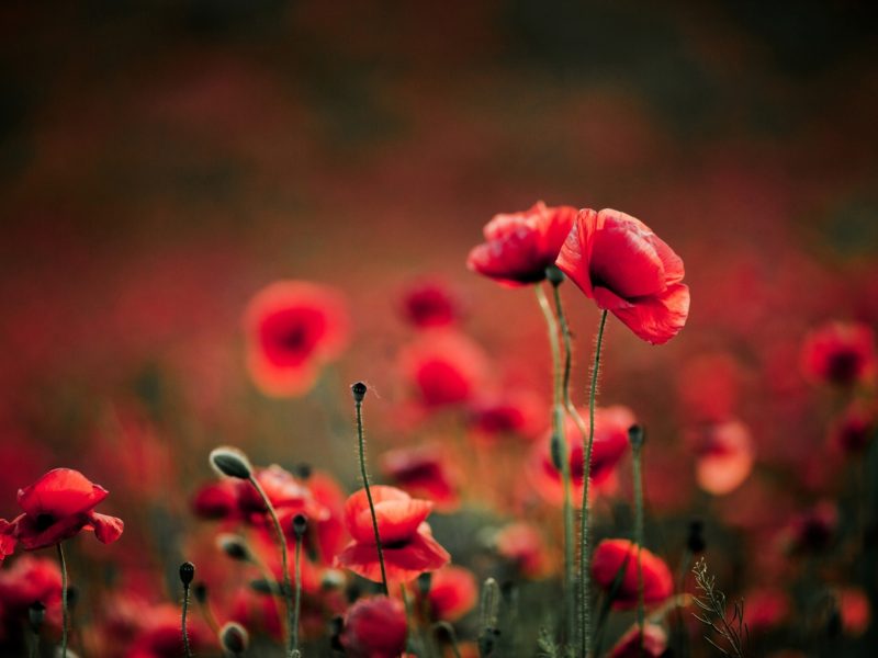 Poppy Anzac Day War